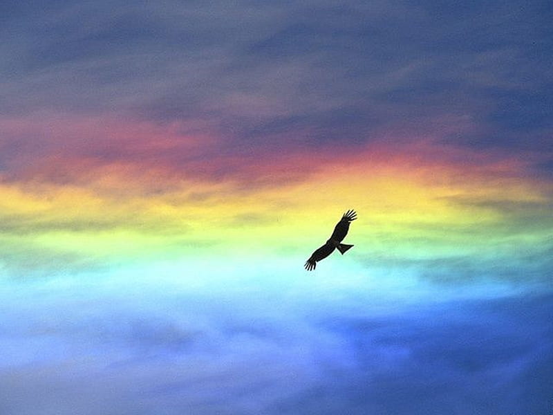 You are destined for greatness, eagle, bird, clouds, sky, greatness, HD wallpaper
