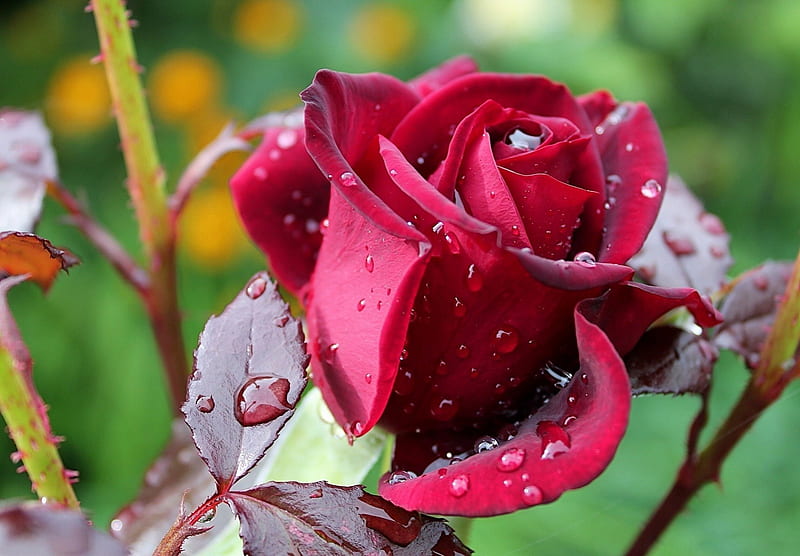 *** Velvet rose and drops ***, rose, velvet, flower, flowers, nature, HD wallpaper
