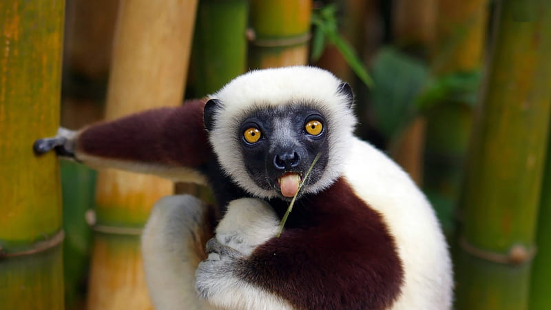 lemur-animal graphy, HD wallpaper
