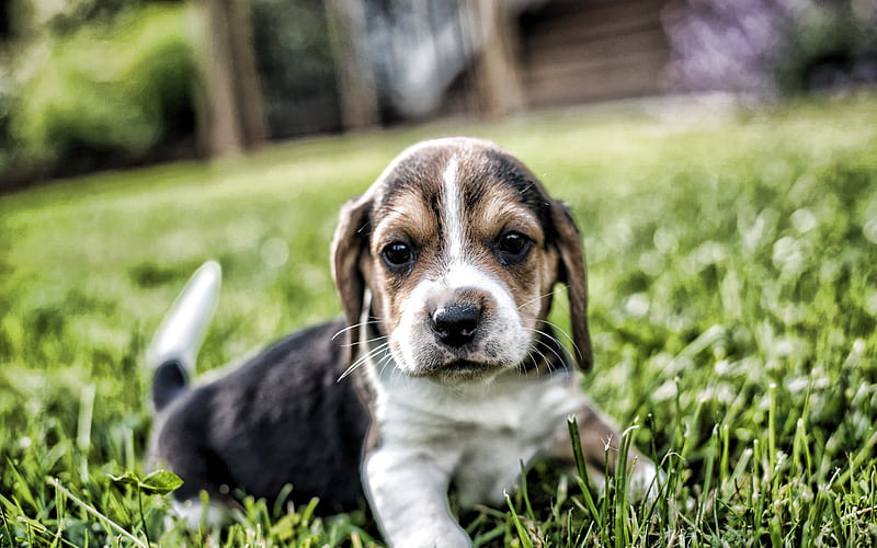 Beagle, little cute puppy, little dog, pets, cute animals, dogs, HD wallpaper