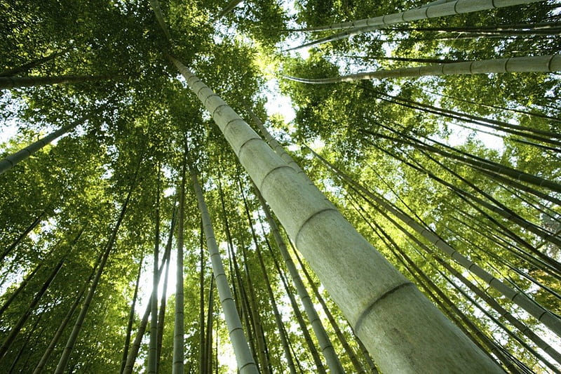 Tall Bamboo, nature, forests, green, bamboo, HD wallpaper