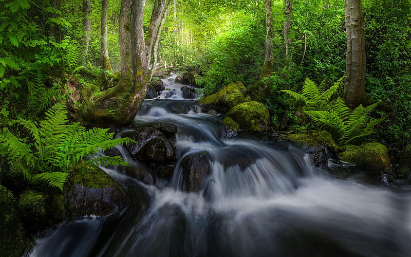 Waterfall, Waterfalls, Trees, Forest, Nature, HD wallpaper Waterfall, Waterfalls, Trees, Forest, Nature, HD wallpaper