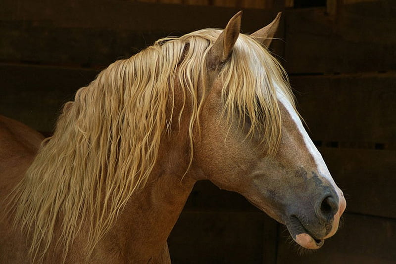 Horse's head, horse, run, grass, animal, HD wallpaper