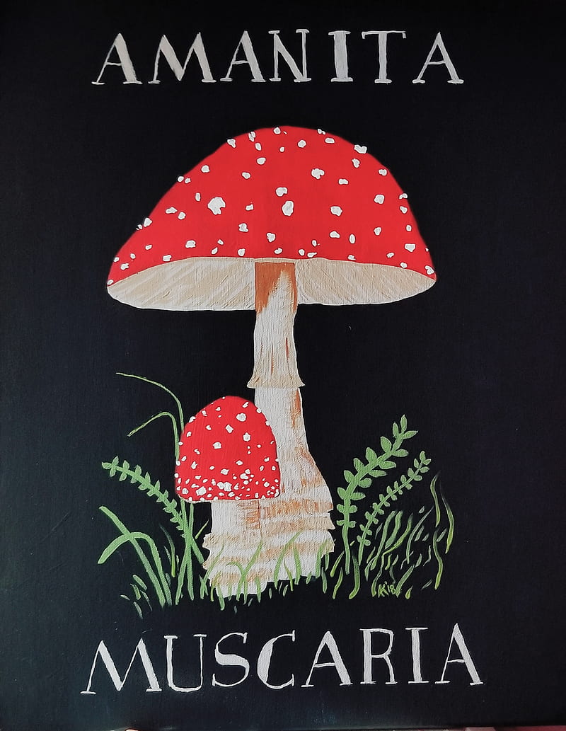 AMANITA MUSCARIA , art, fungus, mushrooms, original, poisonous, red, HD phone wallpaper