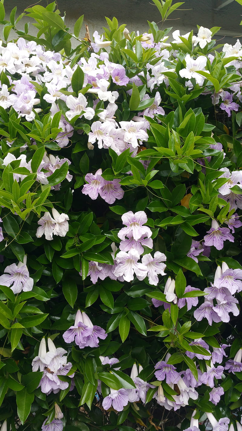 Pastel vine, flowers, green, morning glorys, purple, spring, white, HD phone wallpaper