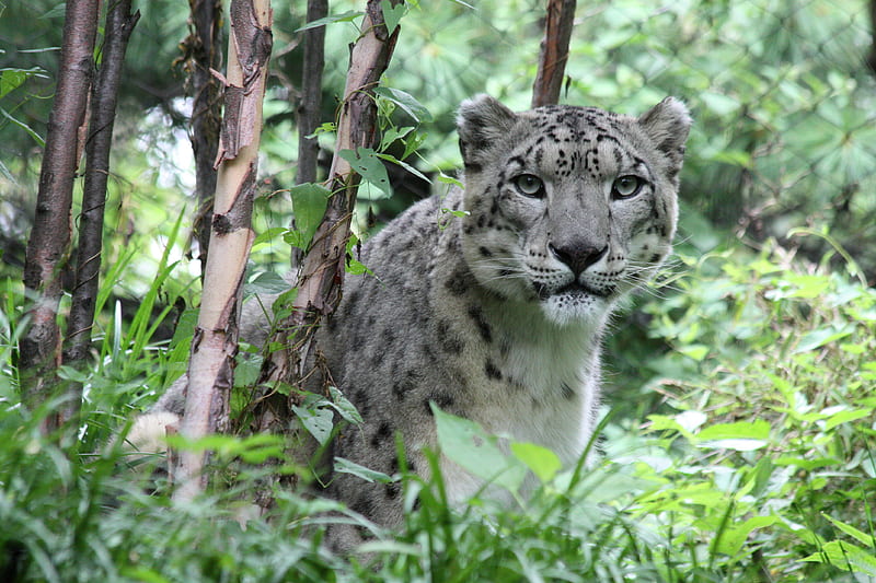 snow leopard, predator, big cat, HD wallpaper