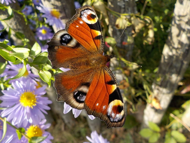 Peacock Butterfly, butterfly, peacock, flowers, insects, animal, HD wallpaper