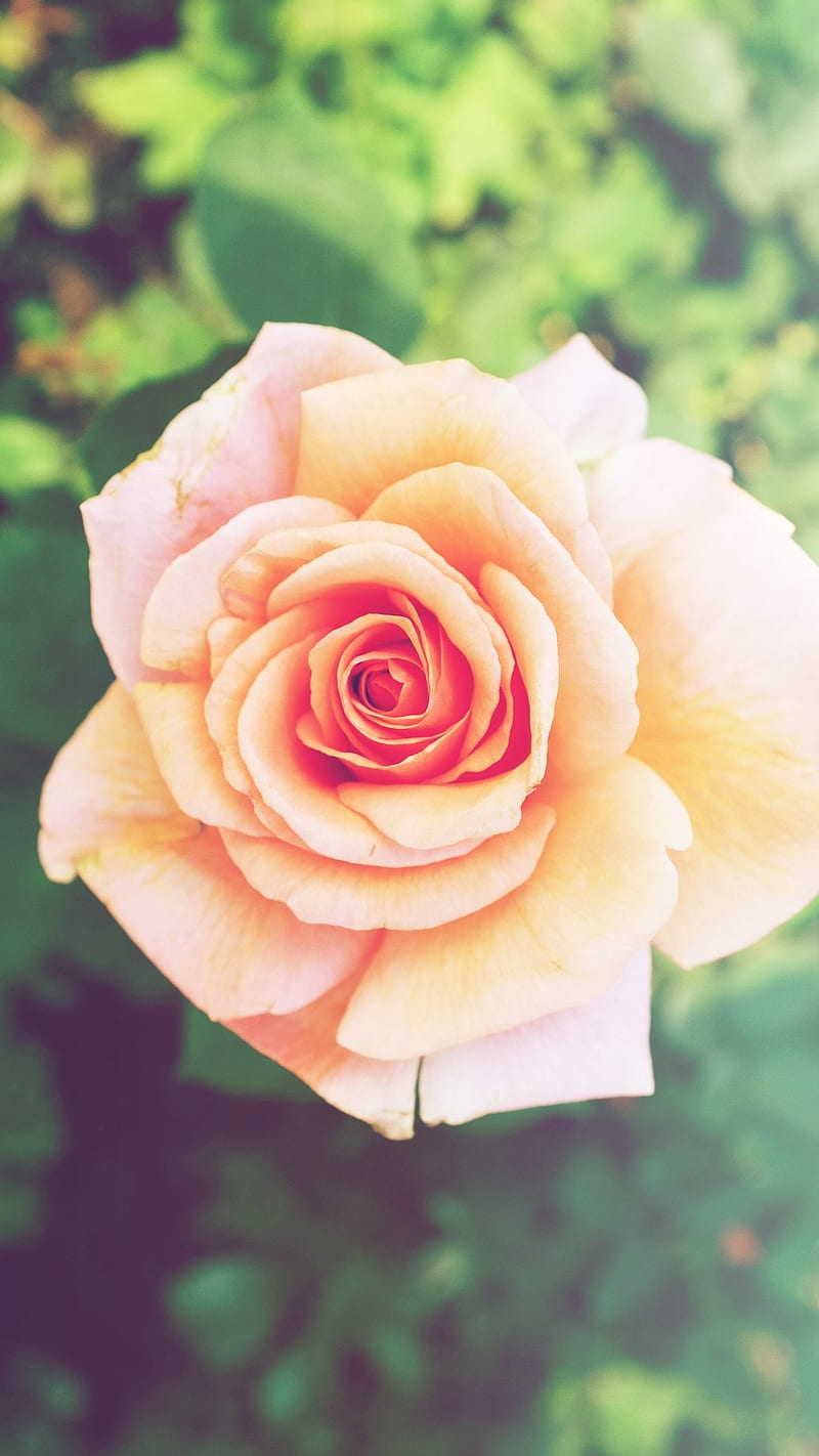 Pink Rose Flower, flower iphone 6 plus, pink, rose, HD phone wallpaper