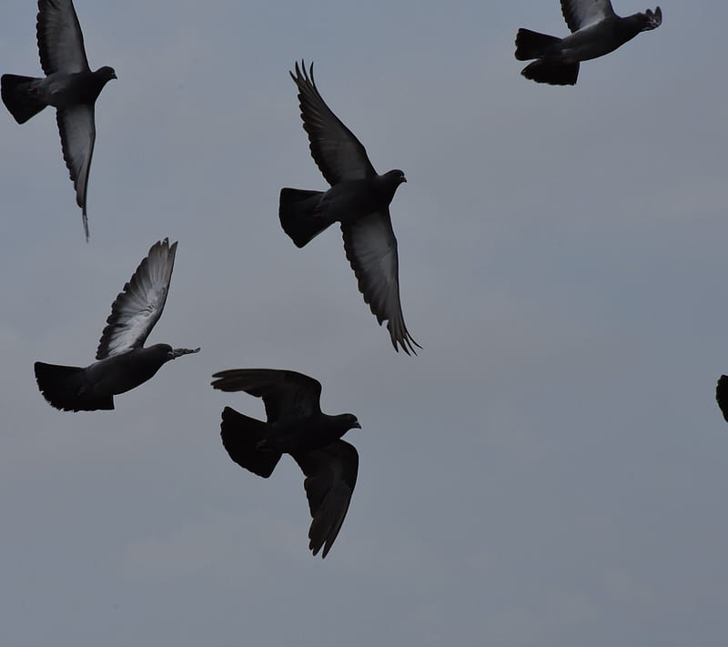 Birds, beauty, blue, flock, fly, hope, pigeons, sky, summer, swarm, together, HD wallpaper