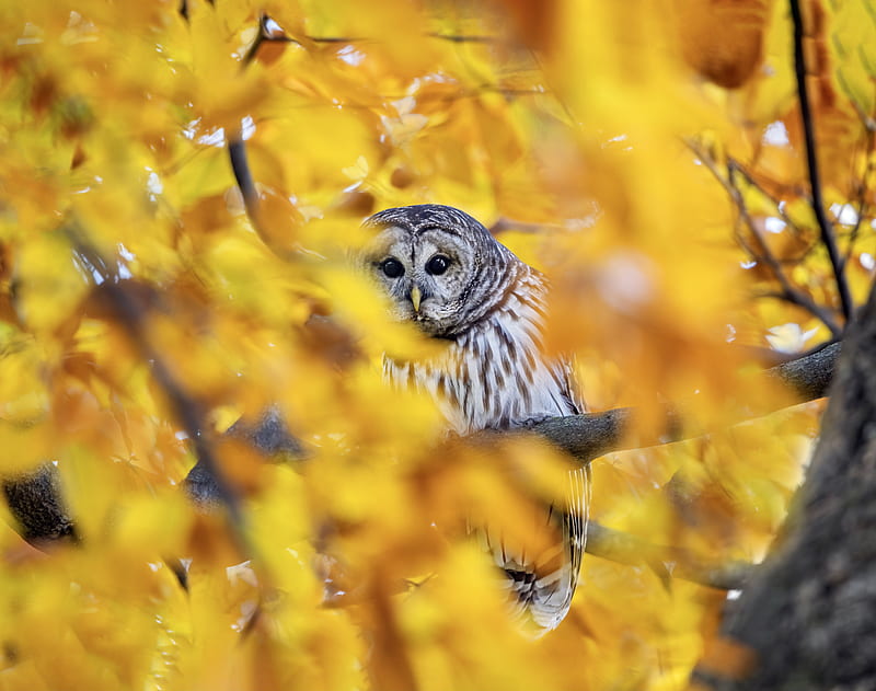 Birds, Owl, HD wallpaper | Peakpx