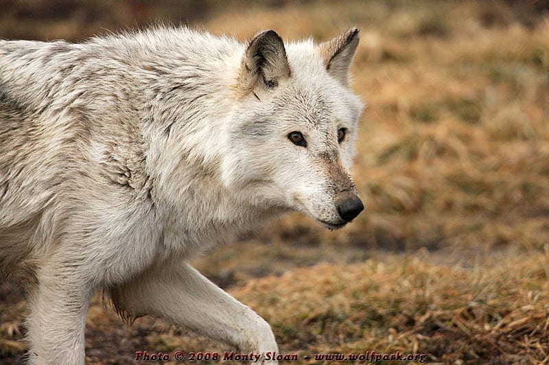 Eclipse, lobos sucios, lobo blanco, lobos salvajes, vida silvestre,  naturaleza, Fondo de pantalla HD | Peakpx