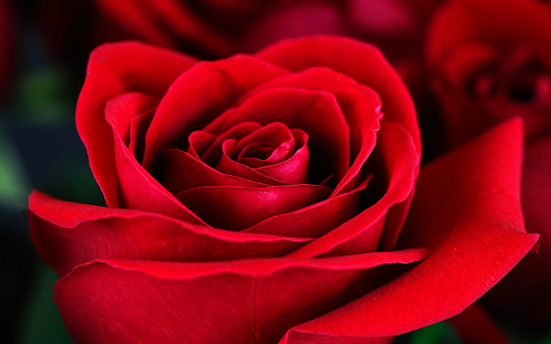 red rose, bud, close-up, petals, roses, HD wallpaper