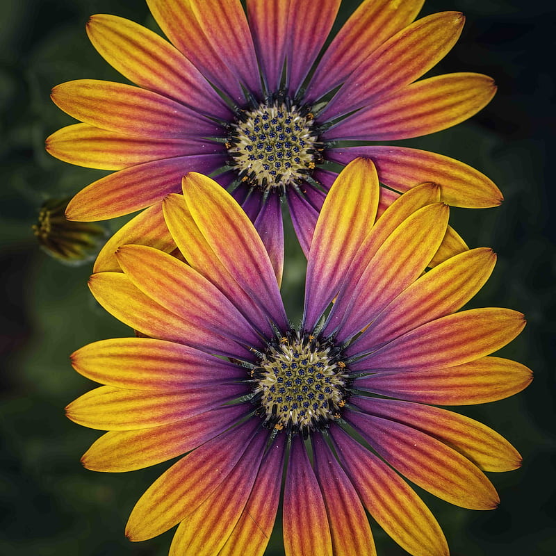 african daisy, flower, petals, macro, purple, yellow, HD phone wallpaper