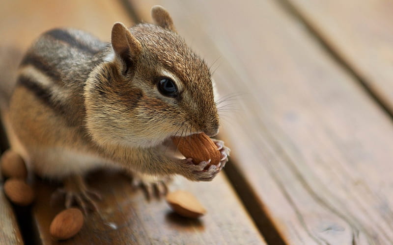 A cute chipmunk eating Almonds - Chipmunk, HD wallpaper