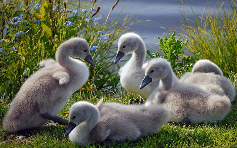Cute Cygnets, pond, cute, grass, cygnets, white, swan chicks, HD ...