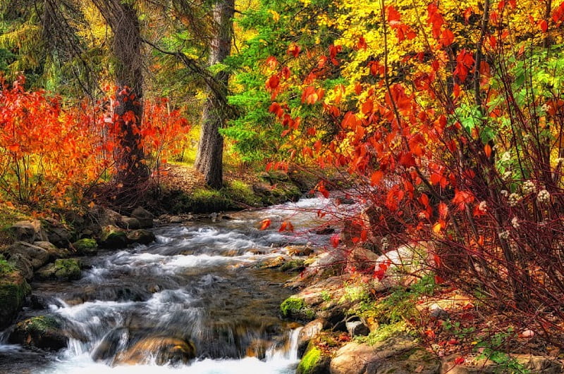 Forest Creek, fall, autumn, leaves, water, stones, colors, trees, HD ...