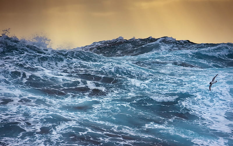 storm, ocean, seagulls, waves, huge waves, HD wallpaper
