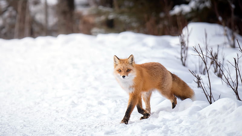 Brown White Fox Is Walking On Snow Fox, HD wallpaper