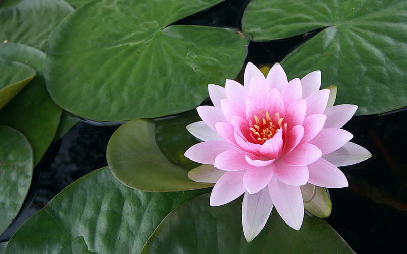 pink water lily-Flowers graphy, HD wallpaper