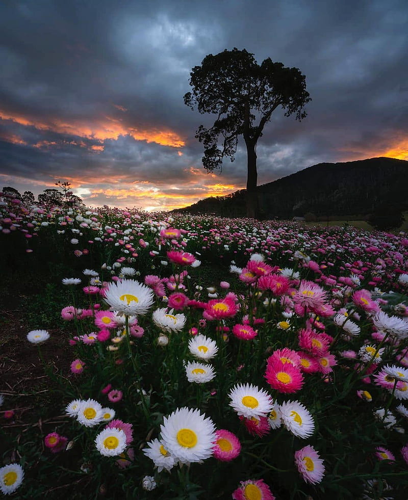 Flower field, bonito, clouds, colorful, daisies, flower, flowers, mountain, nature, sun, sunset, HD phone wallpaper