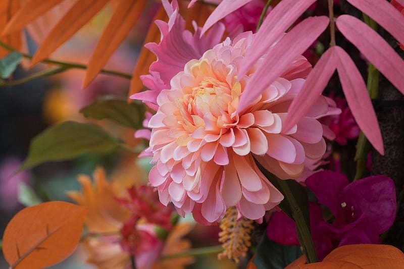 Beautiful colored flowers, rozsaszin, szines, kala, viragok, krizantem, HD wallpaper