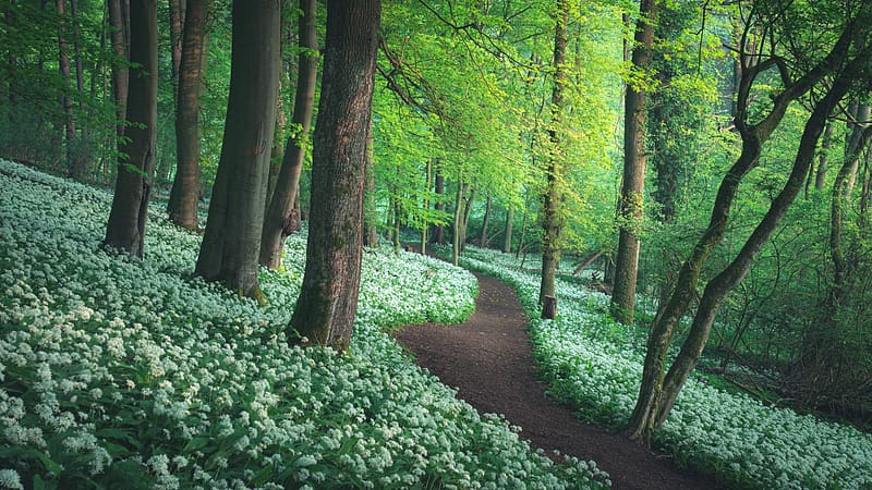 Wild Garlic In A Forest, path, flowers, trees, blossoms, landscape, HD wallpaper
