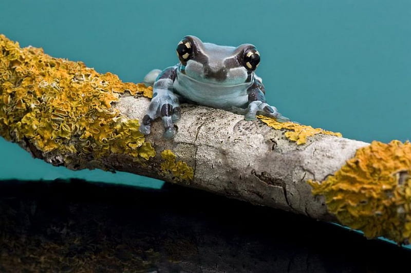 Hello!, branch, sweet, cute, frog, tree, twigs, moss, nature, reptiles, animals, HD wallpaper