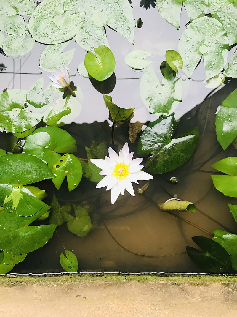 white water lily on water, HD phone wallpaper