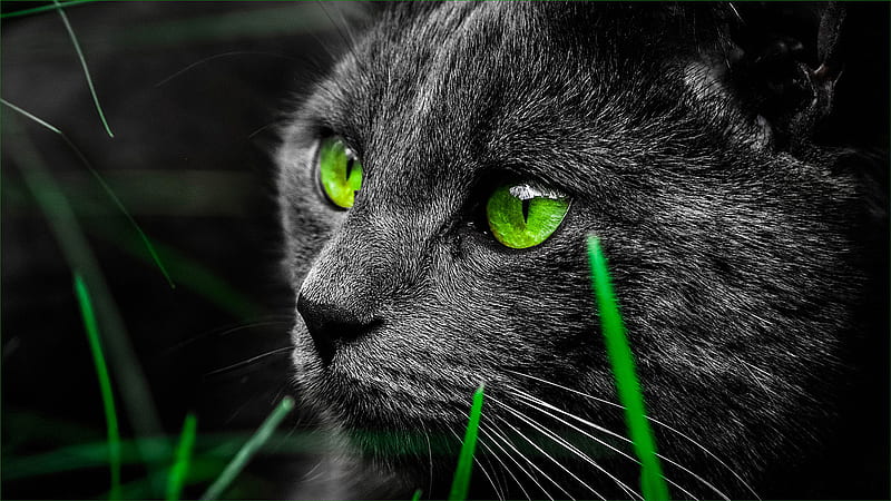 Black Cat With Green Eyes Cat, HD wallpaper