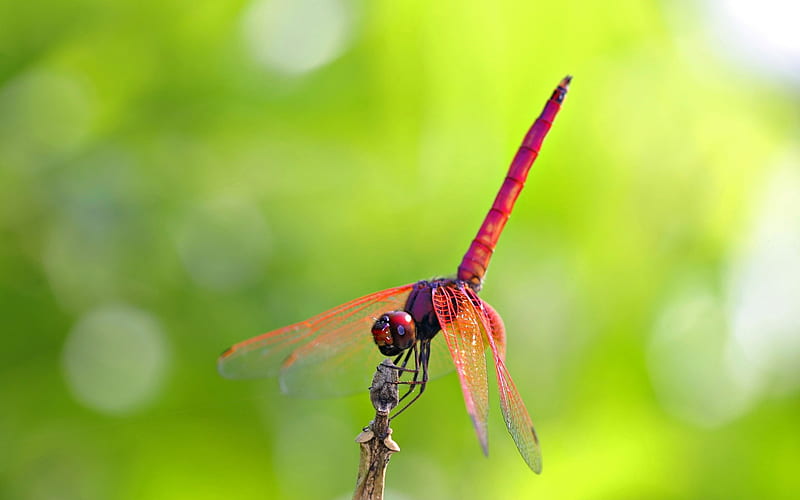 red dragonfly-Animal, HD wallpaper