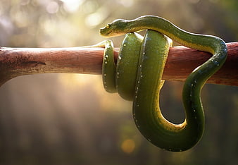 grüne baumpythonschlange, pythonschlange, tier, baum, grün, HD-Hintergrundbild
