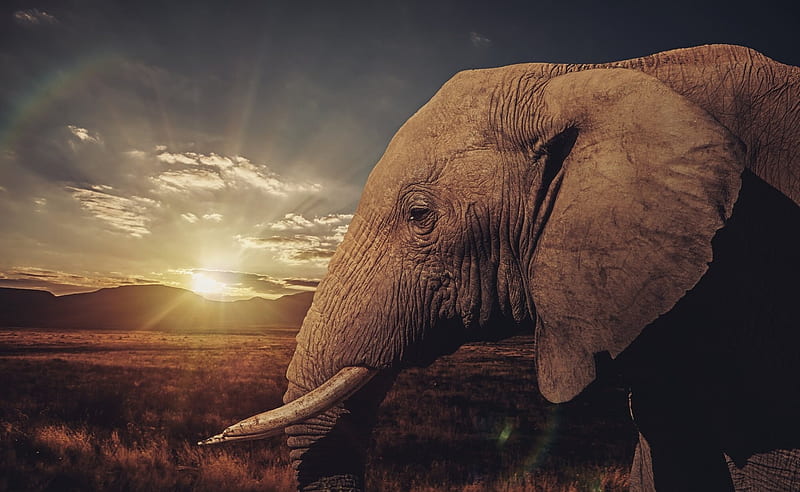 Elephant, sunset, tusks, head, HD wallpaper