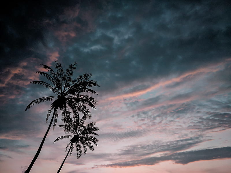 palm trees, twilight, dark, sky, clouds, HD wallpaper