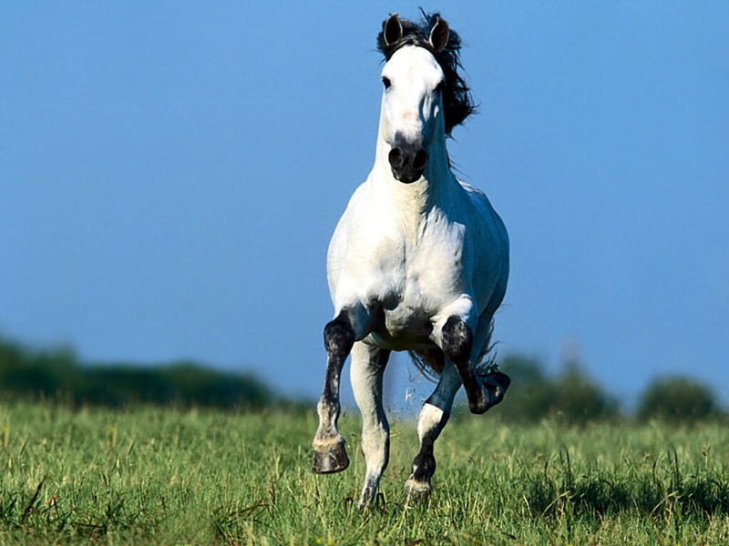 horse galloping in the meadow, galloping, horse, horses, meadows, HD wallpaper