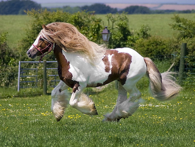 Power and beauty, draft horse, galloping, field strength, brown and white, horse, HD wallpaper