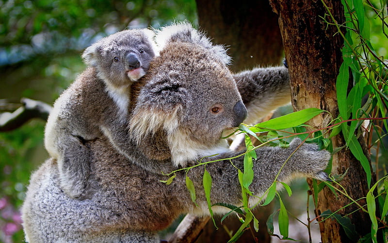 koalas, cub, eucalyptus, trees, wildlife, HD wallpaper