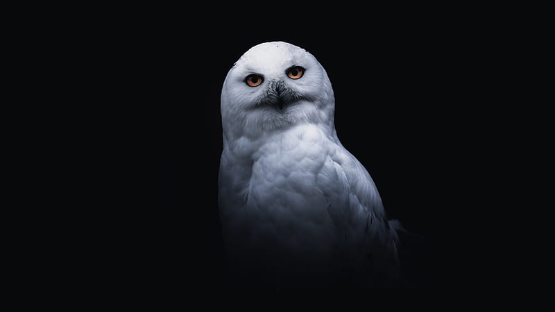 Snowy Owl With Black Background, HD wallpaper