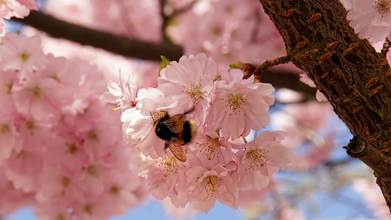 bee on flower, flower, bee, tree, pink, HD wallpaper