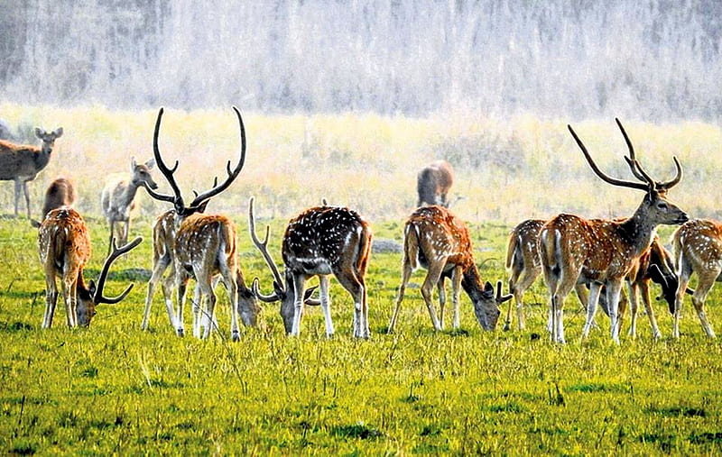 Herd Of Spotted Deer, Deer, Herd, Grass, Spotted, HD wallpaper