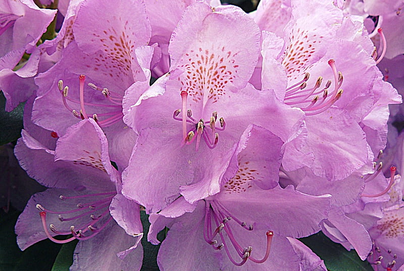 Azalea (mi grafía), azalea, azaleas, naturaleza, rododendro, flores, flor,  Fondo de pantalla HD | Peakpx