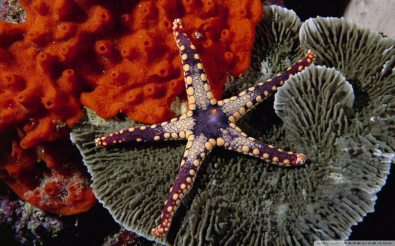 starfish-small snapper off goat island auckland new zealand 01, HD wallpaper