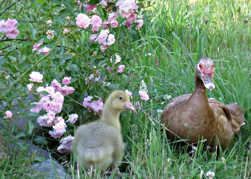 little gosling does not like to eat Mosquitoes like mommy duck, lovely, brown, mommy, Duck, bonito, adopt, muscovy, goose, baby, sweet, bird, love, gosling, precious, flowers, pink, HD wallpaper