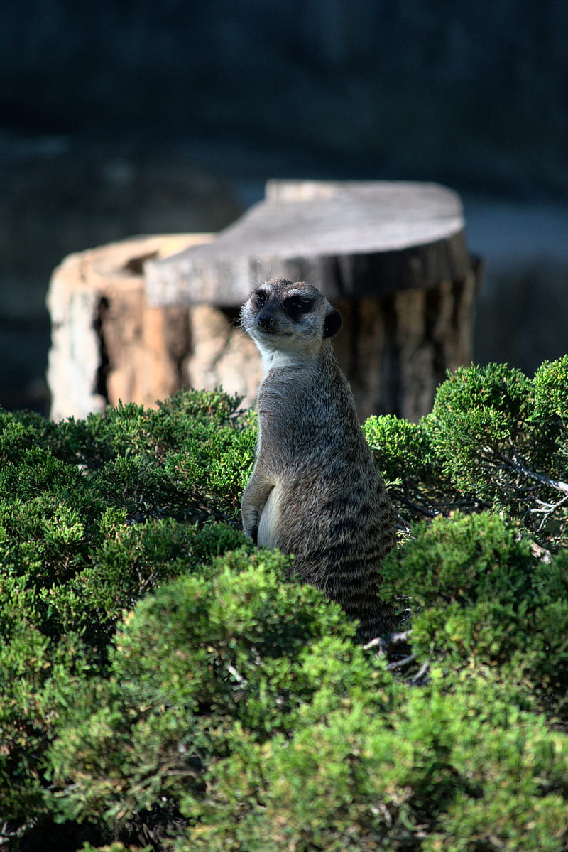 meerkat, animal, glance, funny, bushes, HD phone wallpaper