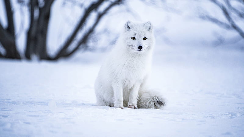 Arctic Fox Is Sitting On Snow Animals, HD wallpaper