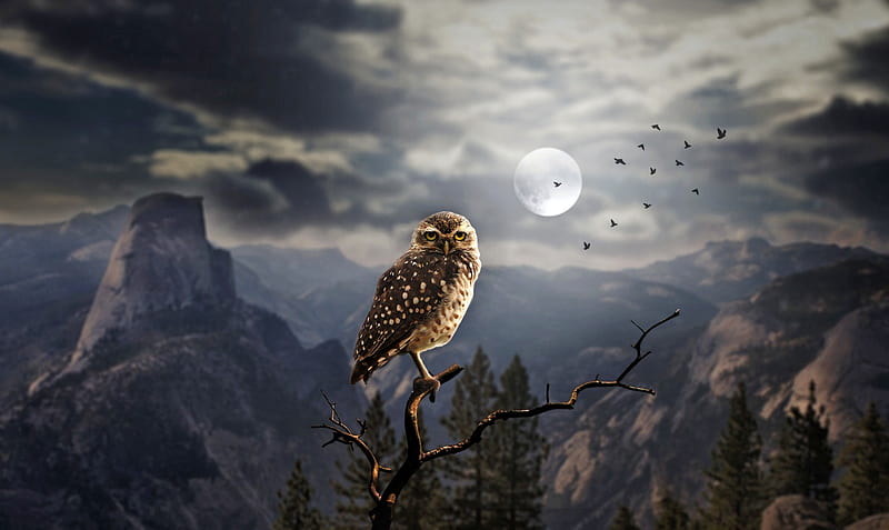 Night Owl, Mountain, Owl, Moon, Night, HD wallpaper