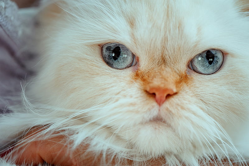 Cats, Cat, Close-Up, Face, Himalayan Cat, HD wallpaper