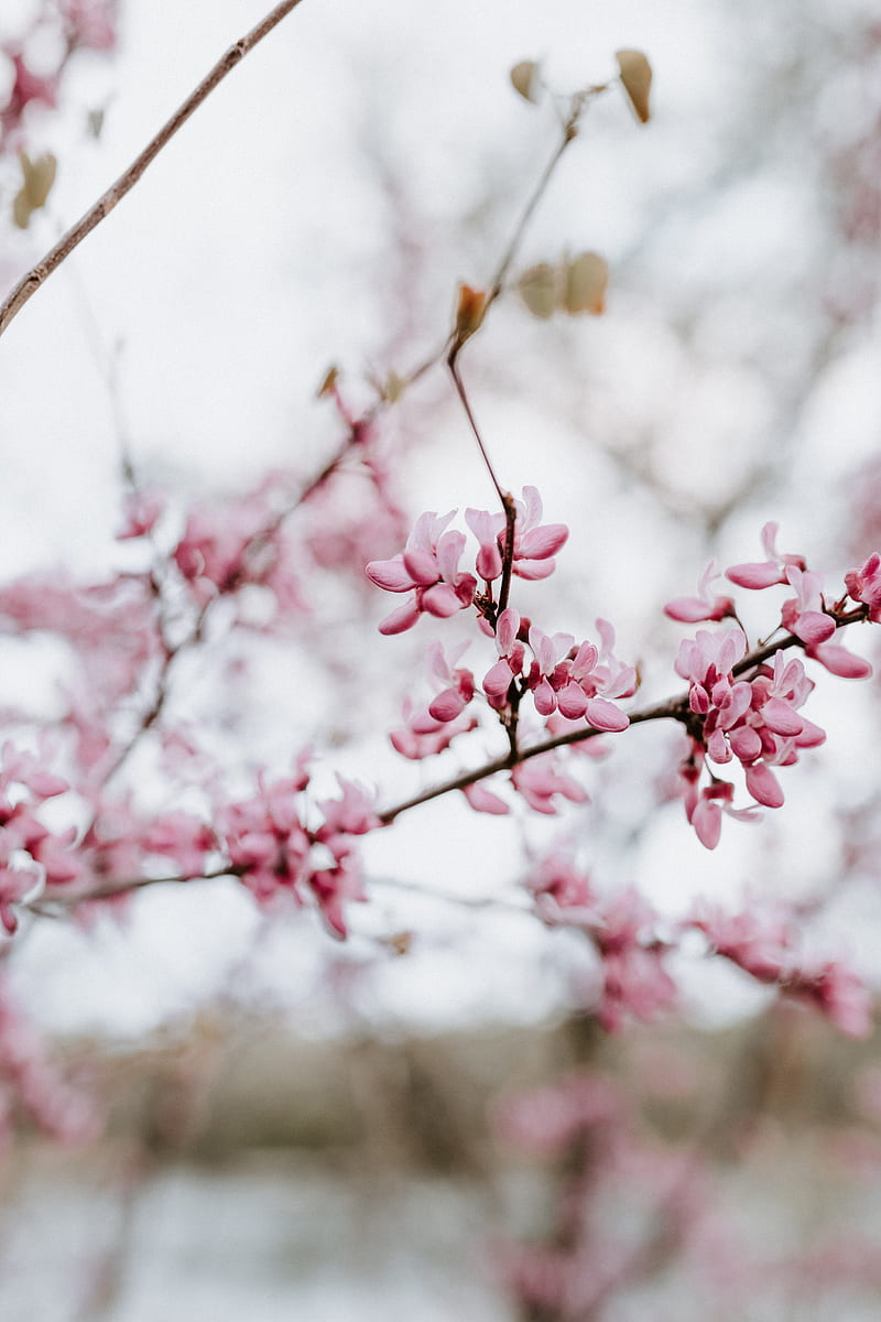 flower, bloom, branch, spring, pink, HD phone wallpaper