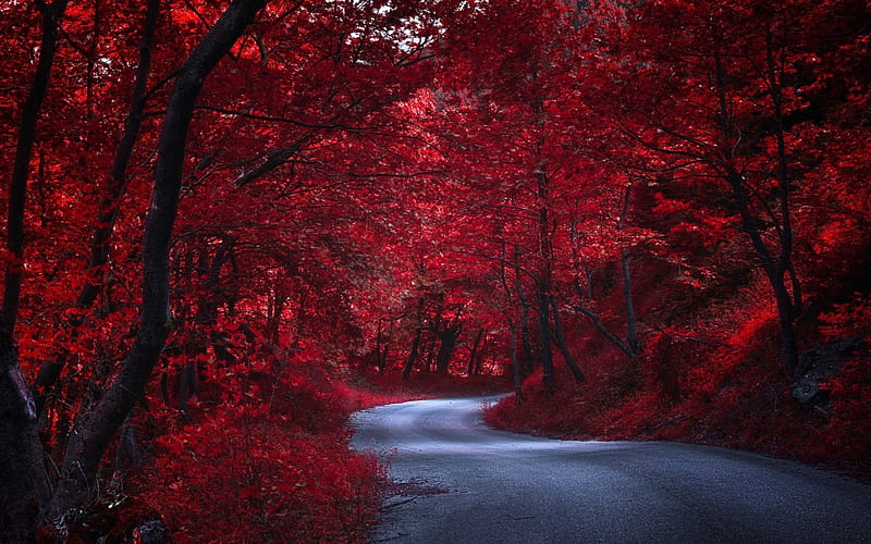 Red Forest, Forest, Trees, Red, Hillside, Bark, Shadows, Road, HD wallpaper
