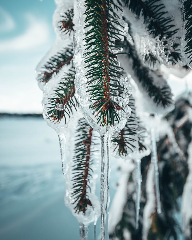 branches, ice, frozen, pine, macro, HD phone wallpaper
