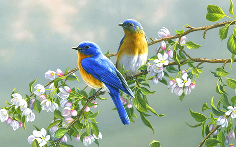 Beautiful birds, colorful, splendor, birds, color, bonito, spring, HD wallpaper